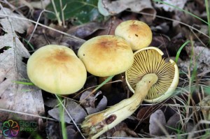 Tricholoma sulphureum